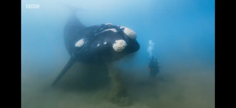 Southern right whale (Eubalaena australis) as shown in Seven Worlds, One Planet - Antarctica